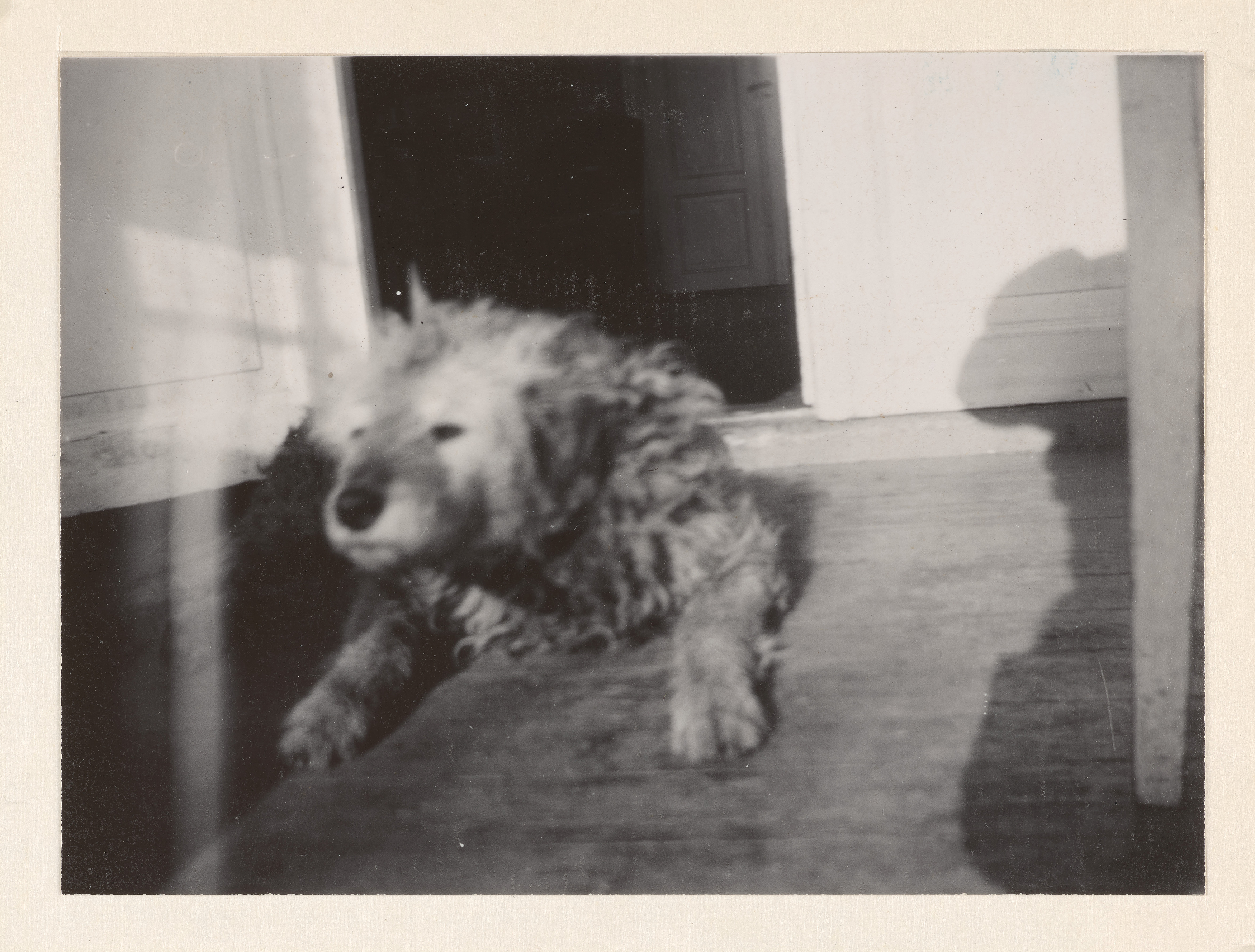 Edvard Munch: Munch's Dog "Fips". Silver Gelatine, 1930. Photo © Munchmuseet