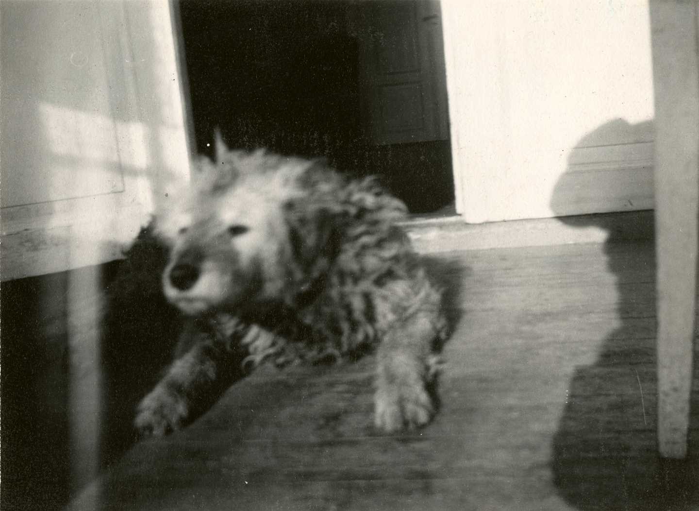 Edvard Munchs hund, Fips, ligger på verandaen på Ekely. Fotografi