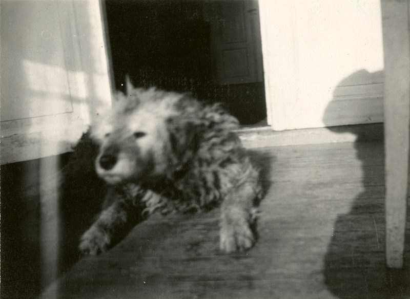 Edvard Munchs hund, Fips, ligger på verandaen på Ekely. Fotografi