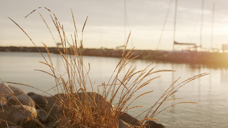 Yellow reeds by the water's edge in Åsgårdstrand at sunset. In the background, there is a stone pier and sailboat masts.